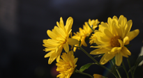 【養(yǎng)生知識】入秋菊花藥膳，美味營養(yǎng)、養(yǎng)生保?。? />
                    </a>
                </div>
            </li>
            
            <li id=