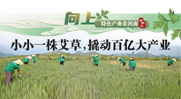 【行業(yè)資訊】向上，特色產(chǎn)業(yè)看河南：南陽(yáng)艾區(qū)域品牌正在叫響！